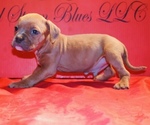 Small #1 American Bully