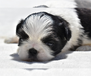 Shih Tzu Puppy for sale in PALM COAST, FL, USA