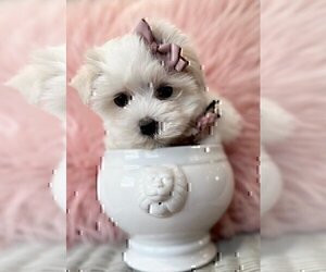 Maltese Puppy for sale in WEST PALM BEACH, FL, USA