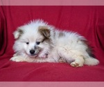 Small Photo #9 Pomeranian Puppy For Sale in CHRISTIANA, PA, USA