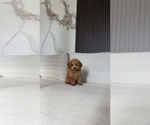 Poodle (Toy) Puppy for sale in PORTLAND, OR, USA
