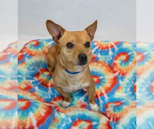 Medium Photo #2 Chihuahua-Unknown Mix Puppy For Sale in Kennesaw, GA, USA