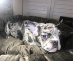 Small Photo #1 French Bulldog Puppy For Sale in CITRUS HEIGHTS, CA, USA