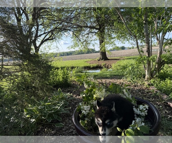 Medium Photo #31 Siberian Husky Puppy For Sale in ALTON, IL, USA