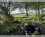 Small Photo #31 Siberian Husky Puppy For Sale in ALTON, IL, USA