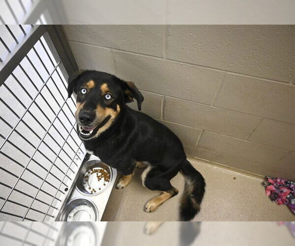 Medium Photo #1 German Shepherd Dog-Unknown Mix Puppy For Sale in Decatur, IL, USA