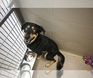 German Shepherd Dog-Unknown Mix Dogs for adoption in Decatur, IL, USA
