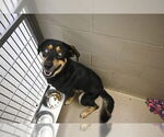 Small German Shepherd Dog Mix