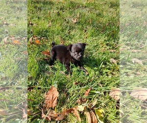 Giles - Male Chiranian Dog for Adoption - Photo #3