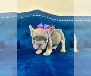 French Bulldog Puppy for sale in DALLAS, TX, USA