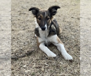 Border Collie Puppy for sale in AUSTIN, TX, USA