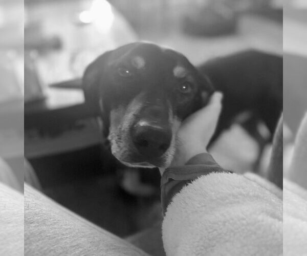 Medium Photo #8 Mutt Puppy For Sale in Mount Laurel, NJ, USA