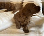 Small #4 Goldendoodle (Miniature)