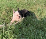 Small Photo #1 Boston Terrier Puppy For Sale in EMIT, NC, USA