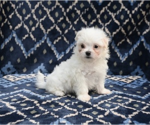 Maltese Puppy for sale in APPLE CREEK, OH, USA