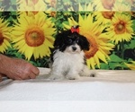 Bubbles - Female Goldendoodle (Miniature) Puppy for Sale - Photo #8