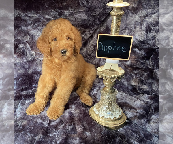 Medium Photo #3 Goldendoodle Puppy For Sale in HOUSTON, TX, USA