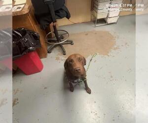 Labrador Retriever-Unknown Mix Dogs for adoption in Ocala, FL, USA
