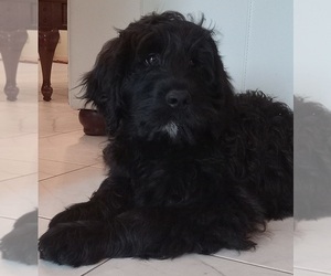 Golden Newfie Doodle Puppy for Sale in PERU, Indiana USA