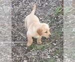 Small Photo #3 Labrador Retriever Puppy For Sale in MANES, MO, USA