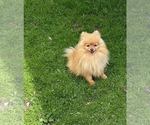 Small Photo #1 Pomeranian Puppy For Sale in MIDDLEBURY, IN, USA