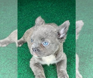 French Bulldog Puppy for sale in LOS ANGELES, CA, USA