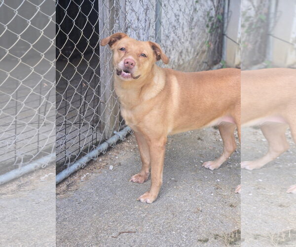 Medium Photo #5 Mutt Puppy For Sale in Crandall, GA, USA