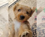 Small Photo #6 Yorkshire Terrier Puppy For Sale in KATY, TX, USA