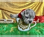 Small Photo #59 French Bulldog Puppy For Sale in HAYWARD, CA, USA