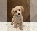 Small Photo #3 Poodle (Miniature) Puppy For Sale in MARTINSVILLE, IN, USA