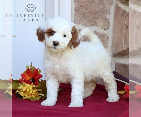 Medium Photo #1 Goldendoodle (Miniature) Puppy For Sale in GORDONVILLE, PA, USA