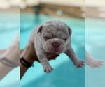 Small #1 French Bulldog