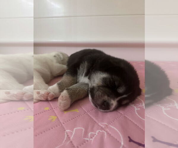 Medium Photo #18 Great Pyrenees-Unknown Mix Puppy For Sale in Houston, TX, USA