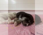 Small #17 Great Pyrenees Mix