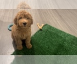 Small Photo #6 Goldendoodle Puppy For Sale in IRVINE, CA, USA