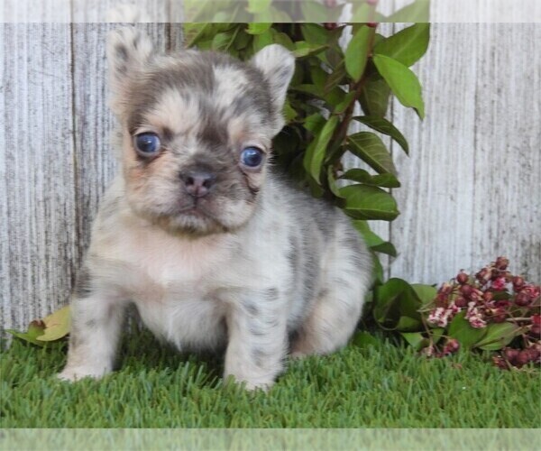 Medium Photo #2 French Bulldog Puppy For Sale in PEMBROKE PINES, FL, USA