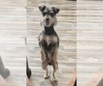 Small #3 Miniature Pinscher Mix