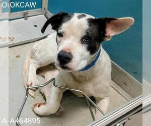 Bulldog-Unknown Mix Dogs for adoption in Oklahoma City, OK, USA