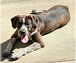 Small #1 Boston Terrier-Boxer Mix