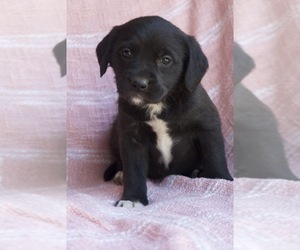 Goldendoodle-Mutt Mix Puppy for sale in CAPON BRIDGE, WV, USA