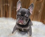 Puppy 2 French Bulldog