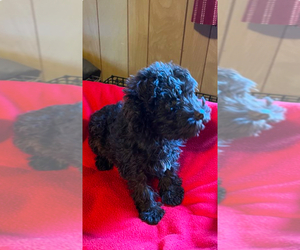 Schnauzer (Miniature) Puppy for sale in SALUDA, SC, USA