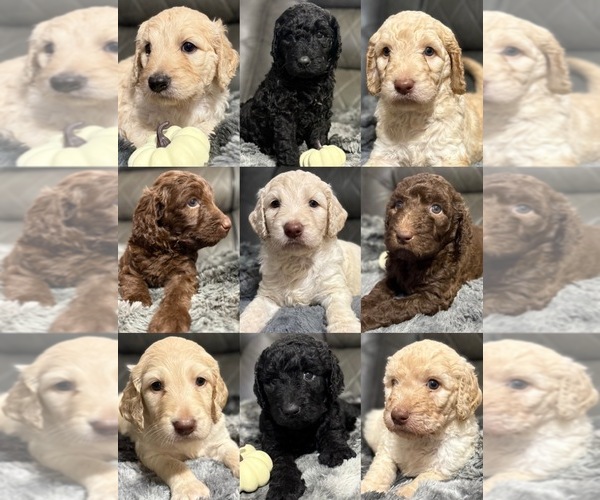 Medium Photo #1 Goldendoodle Puppy For Sale in IRVINGTON, AL, USA