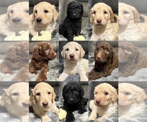 Goldendoodle Puppy for sale in IRVINGTON, AL, USA