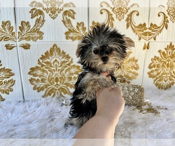Medium Photo #28 Yorkshire Terrier Puppy For Sale in HAYWARD, CA, USA