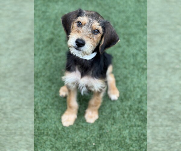 Medium Photo #10 Beagle-Unknown Mix Puppy For Sale in PIPE CREEK, TX, USA