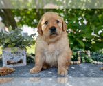 Puppy Layla Golden Retriever