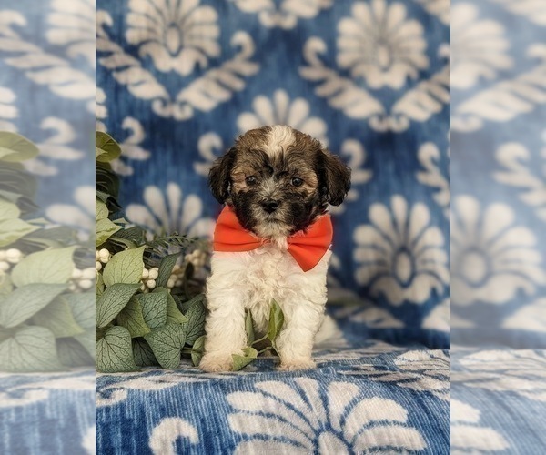 Medium Photo #3 Havanese Puppy For Sale in BIRD IN HAND, PA, USA