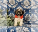 Small Photo #3 Havanese Puppy For Sale in BIRD IN HAND, PA, USA