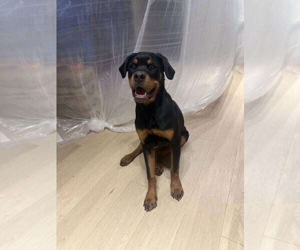 Medium Photo #2 Rottweiler Puppy For Sale in Gilbert, AZ, USA